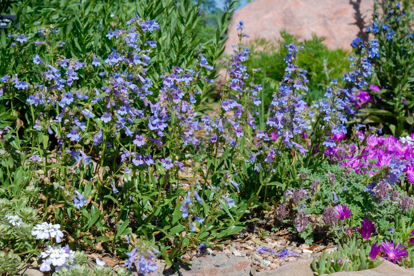 Silverton Bluemat Penstemon